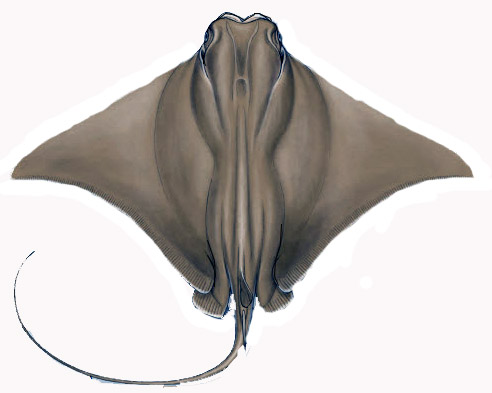 Rhinoptera marginata_05.jpg